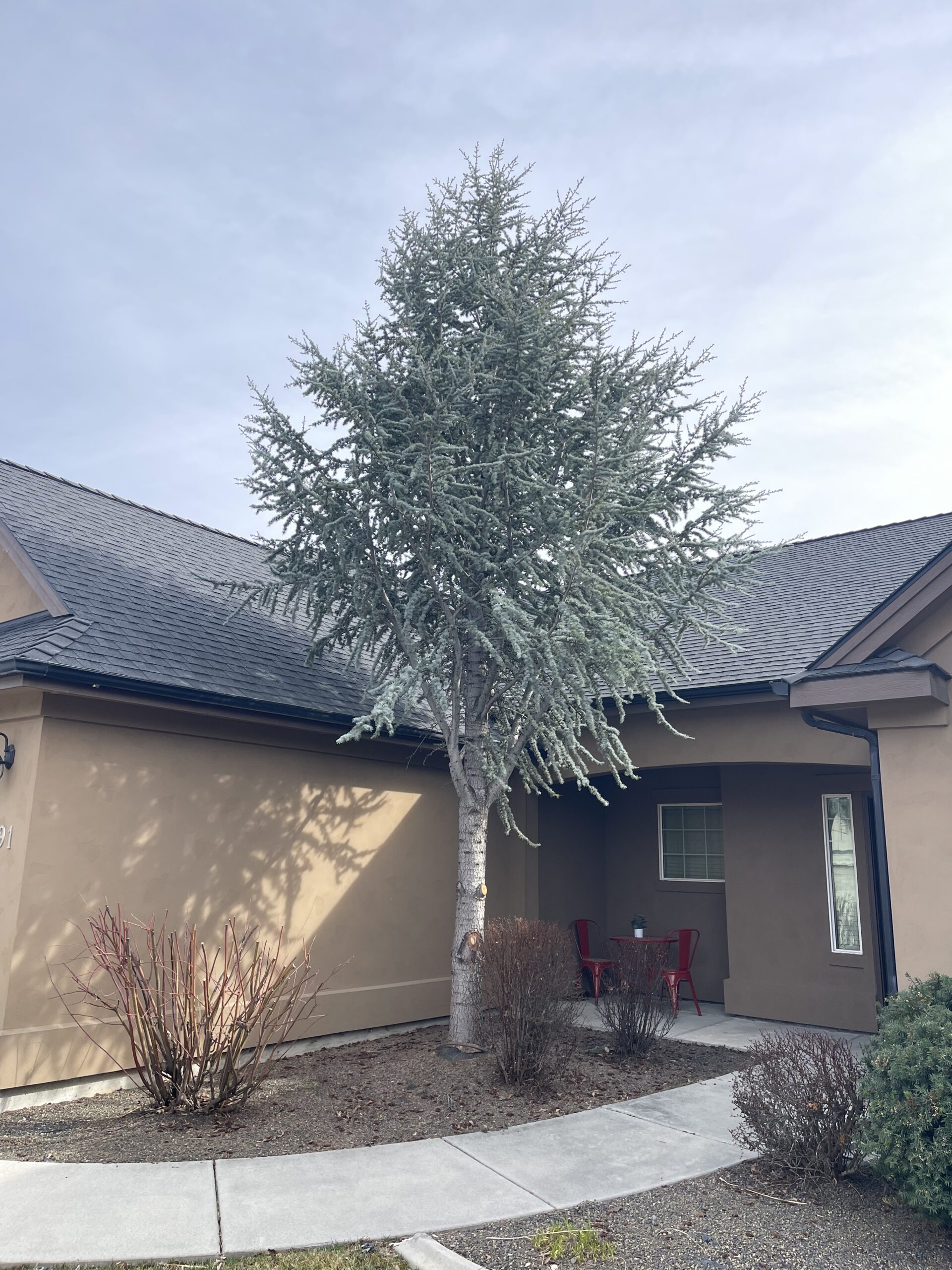 Blue atlas cedar tree removal