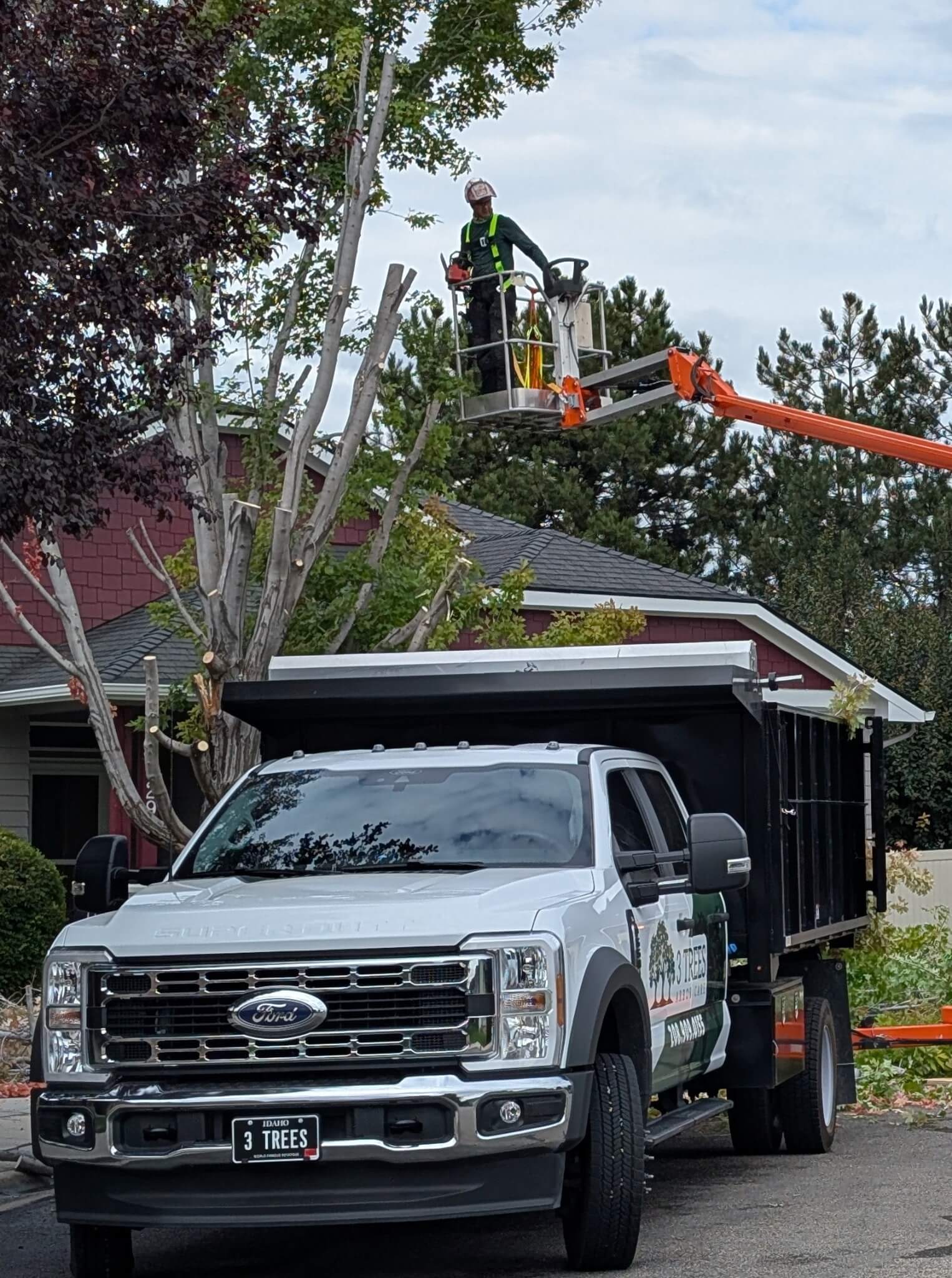 Maple Tree Removal