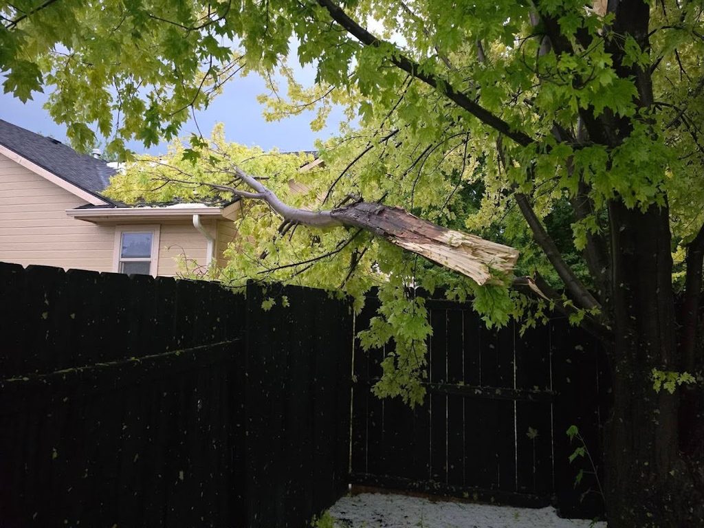 emergency tree services