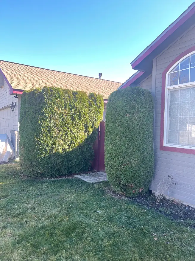Shrub care