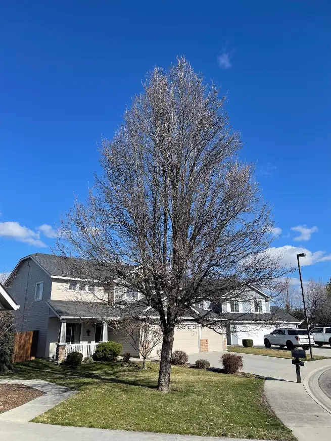 Tree trimming